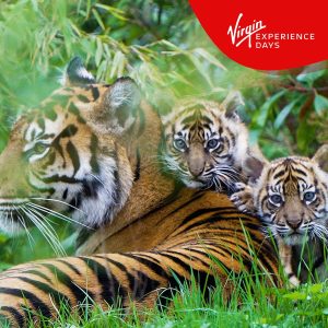Virgin Experience Days Visit to Chester Zoo